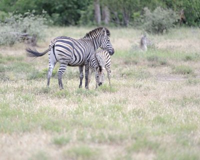 Zebra, Burchell's, Mare & Foal-010213-Kruger National Park, South Africa-#0445.jpg
