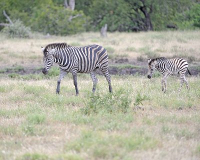 Zebra, Burchell's, Mare & Foal-010213-Kruger National Park, South Africa-#0467.jpg