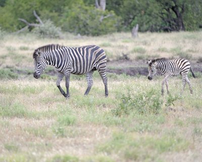 Zebra, Burchell's, Mare & Foal-010213-Kruger National Park, South Africa-#0469.jpg