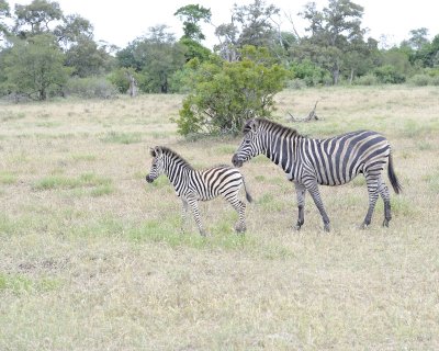 Zebra, Burchell's, Mare & Foal-010213-Kruger National Park, South Africa-#3426.jpg