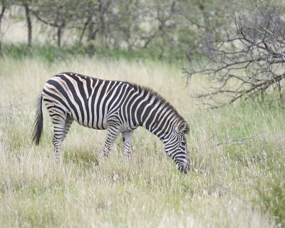 Zebra, Burchell's-010213-Kruger National Park, South Africa-#0211.jpg