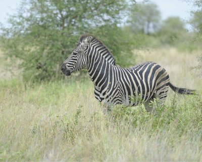 Zebra, Burchell's-010213-Kruger National Park, South Africa-#2853.jpg