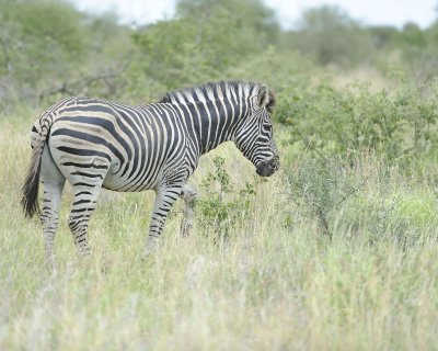 Zebra, Burchell's-010213-Kruger National Park, South Africa-#2884.jpg