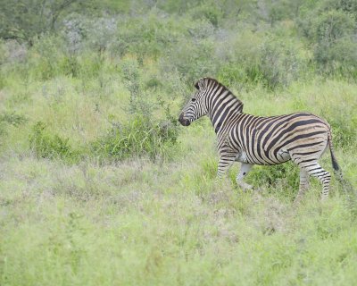 Zebra, Burchell's-010213-Kruger National Park, South Africa-#3105.jpg