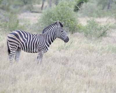 Zebra, Burchell's-010213-Kruger National Park, South Africa-#3510.jpg