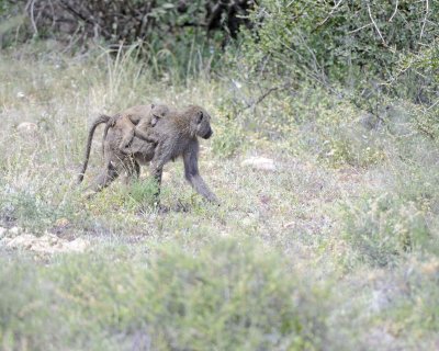 Baboon, Olive,w Baby-010613-Samburu National Reserve, Kenya-#1796.jpg