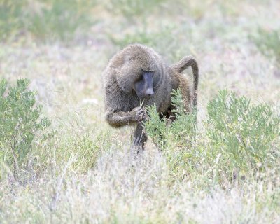 Baboon, Olive-010613-Samburu National Reserve, Kenya-#1828.jpg