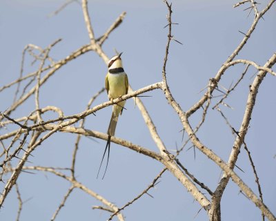 Bee-eater, White-throated-010613-Samburu National Reserve, Kenya-#1845.jpg