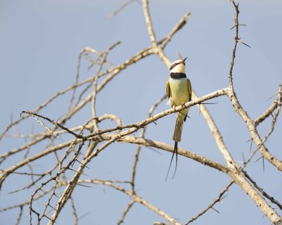 Bee-eater, White-throated-010613-Samburu National Reserve, Kenya-#1851.jpg