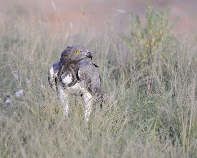 Eagle, Martial, on kill-010613-Samburu National Reserve, Kenya-#2335.jpg