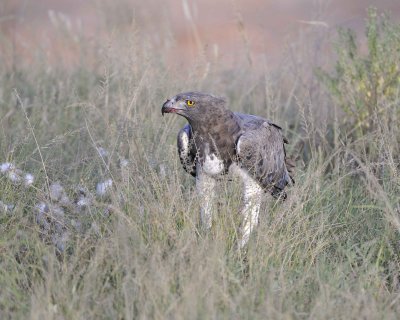 Eagle, Martial, on kill-010613-Samburu National Reserve, Kenya-#2340.jpg