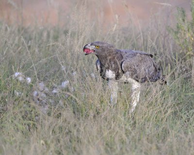 Eagle, Martial, on kill-010613-Samburu National Reserve, Kenya-#2352.jpg