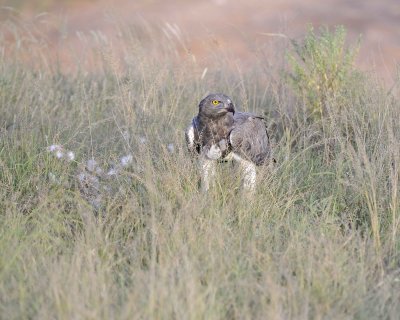 Eagle, Martial, on kill-010613-Samburu National Reserve, Kenya-#2459.jpg
