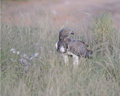 Eagle, Martial, on kill-010613-Samburu National Reserve, Kenya-#2587.jpg