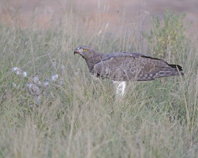 Eagle, Martial, on kill-010613-Samburu National Reserve, Kenya-#2604.jpg