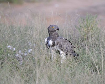 Eagle, Martial, on kill-010613-Samburu National Reserve, Kenya-#2658.jpg