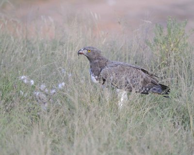 Eagle, Martial, on kill-010613-Samburu National Reserve, Kenya-#2666.jpg