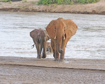 Elephant, African, 2 in River-010613-Samburu National Reserve, Kenya-#1957.jpg