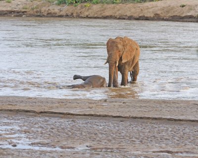Elephant, African, 2 in River-010613-Samburu National Reserve, Kenya-#1969.jpg