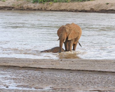 Elephant, African, 2 in River-010613-Samburu National Reserve, Kenya-#1977.jpg