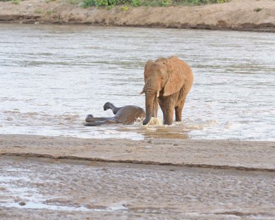 Elephant, African, 2 in River-010613-Samburu National Reserve, Kenya-#1981.jpg
