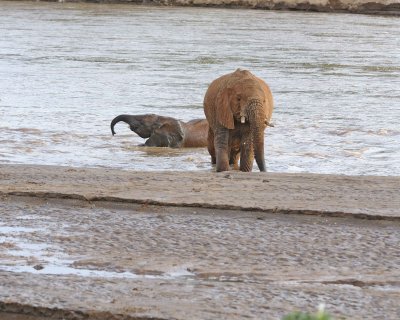 Elephant, African, 2 in River-010613-Samburu National Reserve, Kenya-#1984.jpg