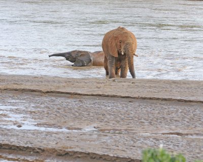 Elephant, African, 2 in River-010613-Samburu National Reserve, Kenya-#1985.jpg