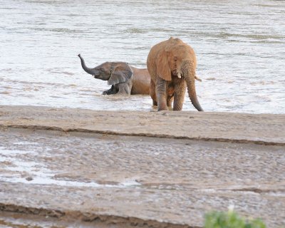 Elephant, African, 2 in River-010613-Samburu National Reserve, Kenya-#1987.jpg