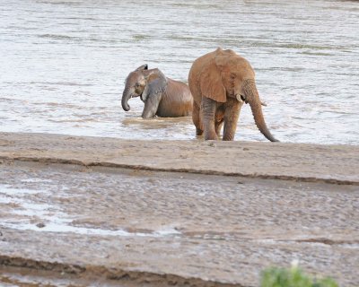 Elephant, African, 2 in River-010613-Samburu National Reserve, Kenya-#1993.jpg