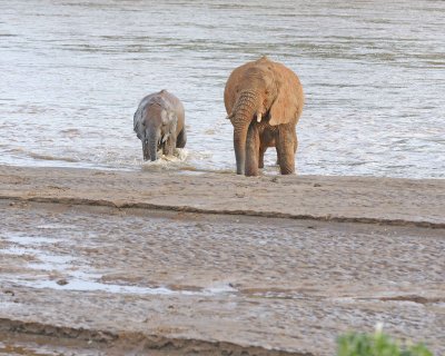 Elephant, African, 2 in River-010613-Samburu National Reserve, Kenya-#2000.jpg