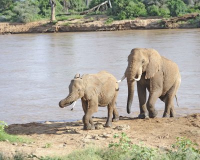 Elephant, African, 2 in River-010613-Samburu National Reserve, Kenya-#2869.jpg