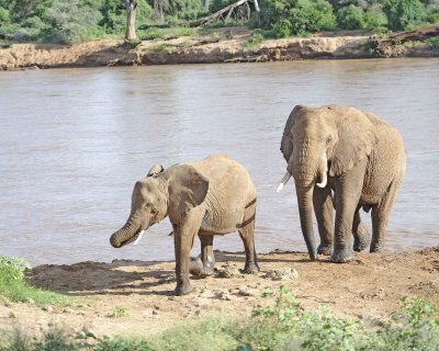 Elephant, African, 2 in River-010613-Samburu National Reserve, Kenya-#2873.jpg