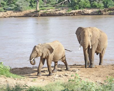Elephant, African, 2 in River-010613-Samburu National Reserve, Kenya-#2875.jpg