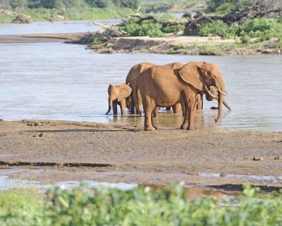 Elephant, African, Herd in River-010613-Samburu National Reserve, Kenya-#2979.jpg