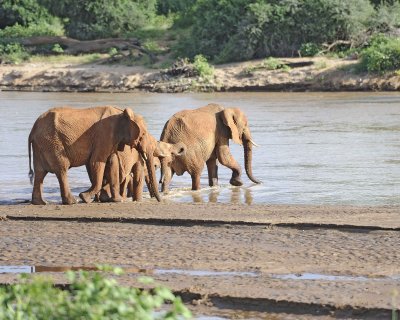 Elephant, African, Herd in River-010613-Samburu National Reserve, Kenya-#2997.jpg