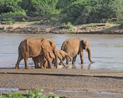 Elephant, African, Herd in River-010613-Samburu National Reserve, Kenya-#3001.jpg