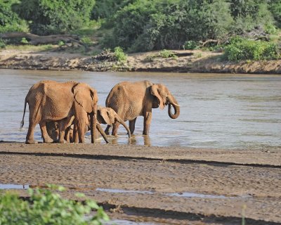 Elephant, African, Herd in River-010613-Samburu National Reserve, Kenya-#3008.jpg