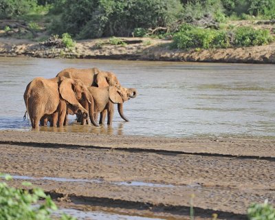 Elephant, African, Herd in River-010613-Samburu National Reserve, Kenya-#3052.jpg
