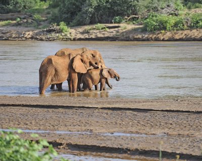 Elephant, African, Herd in River-010613-Samburu National Reserve, Kenya-#3107.jpg