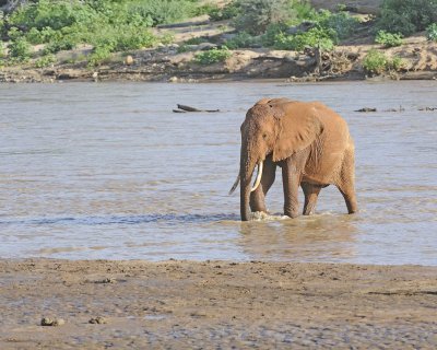 Elephant, African, in River-010613-Samburu National Reserve, Kenya-#1928.jpg