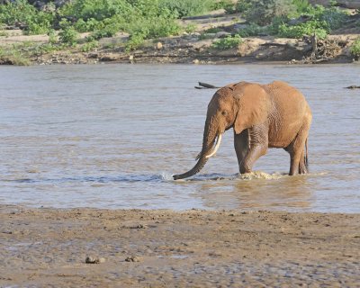 Elephant, African, in River-010613-Samburu National Reserve, Kenya-#1933.jpg