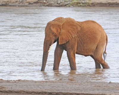 Elephant, African, in River-010613-Samburu National Reserve, Kenya-#1948.jpg