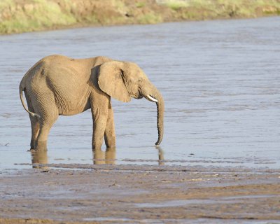 Elephant, African, in River-010613-Samburu National Reserve, Kenya-#2054.jpg