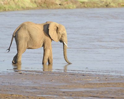 Elephant, African, in River-010613-Samburu National Reserve, Kenya-#2072.jpg