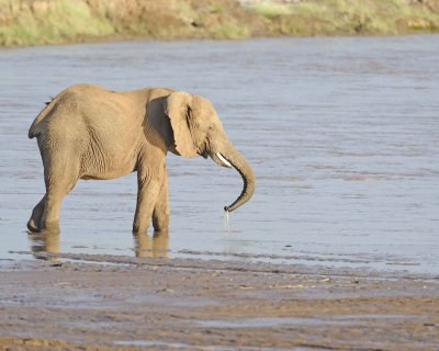 Elephant, African, in River-010613-Samburu National Reserve, Kenya-#2073.jpg