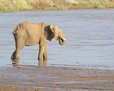 Elephant, African, in River-010613-Samburu National Reserve, Kenya-#2078.jpg