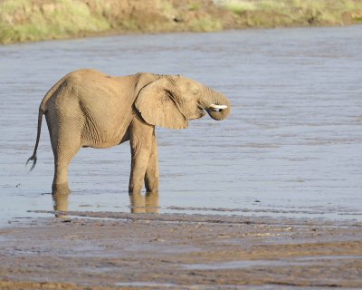 Elephant, African, in River-010613-Samburu National Reserve, Kenya-#2079.jpg