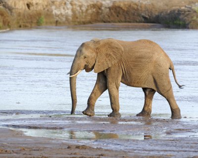 Elephant, African, in River-010613-Samburu National Reserve, Kenya-#2255.jpg