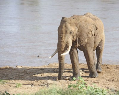 Elephant, African, in River-010613-Samburu National Reserve, Kenya-#2883.jpg