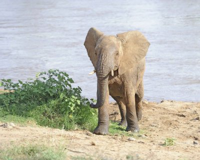Elephant, African, in River-010613-Samburu National Reserve, Kenya-#2951.jpg